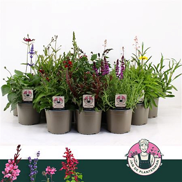Plant Mix Outdoor