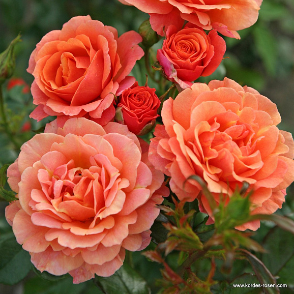 Роза парковая Ламбада