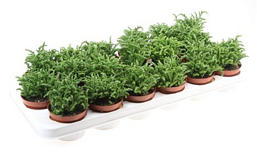Crassula Lucopoides