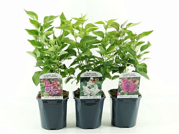 Syringa Vulgaris Mix