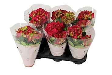 Hydrangea Ma Hot Red 2+
