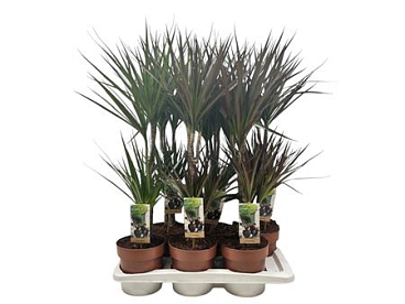 Drac Marginata Mix