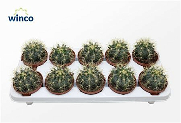 Ferocactus Glaucescens.