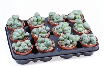 Pleiospilos Nellii