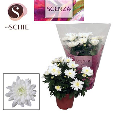 Chrys Margarita White (scenza)