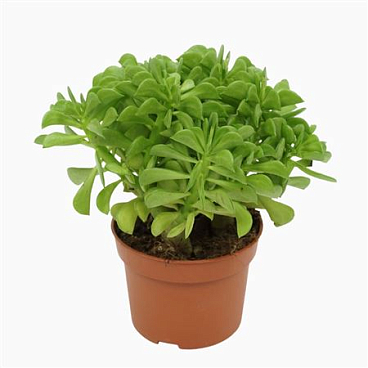 Peperomia Dolabriformis