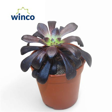 Aeonium Schwartzkopf