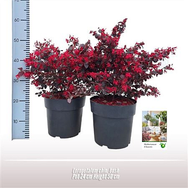 Loropetalum Chin Bush