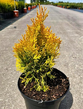 Туя западная Йеллоу Даймонд