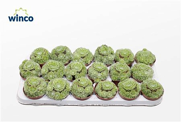 Sempervivum Arachnoidum (group)