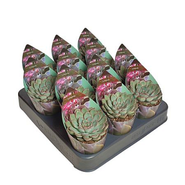 Echeveria Pulidonis Potcover