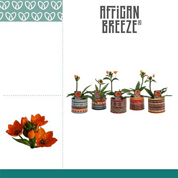 Ornithogalum Dubium Orange 1pp In Pot Africa
