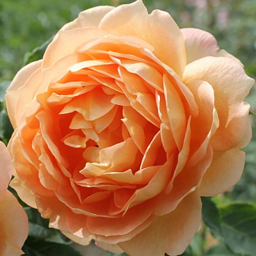 Роза парковая Леди Из Шалотт