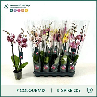 Phal 3st Mix 7 Colours 20+ (van Geel)