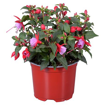 Fuchsia Bella Nikita
