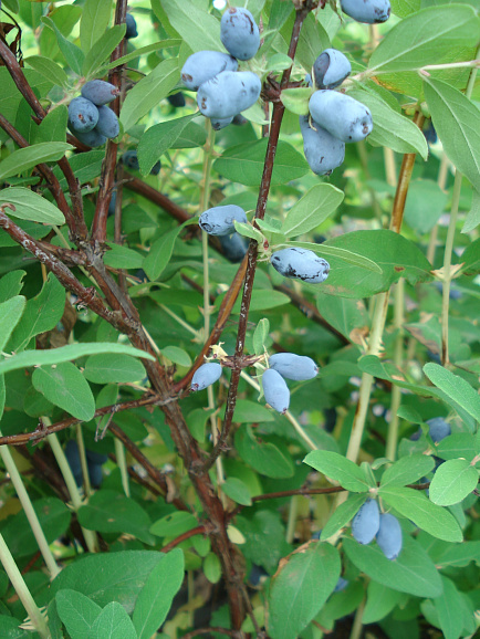 Жимолость камчатская Волхова