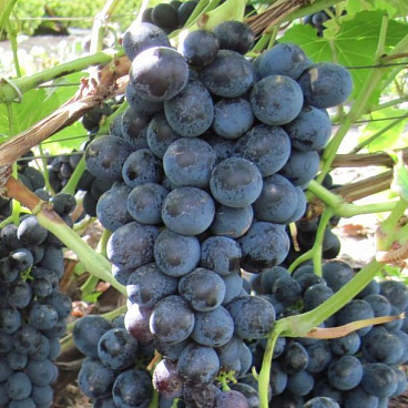 Виноград культурный Райский (в тубе)