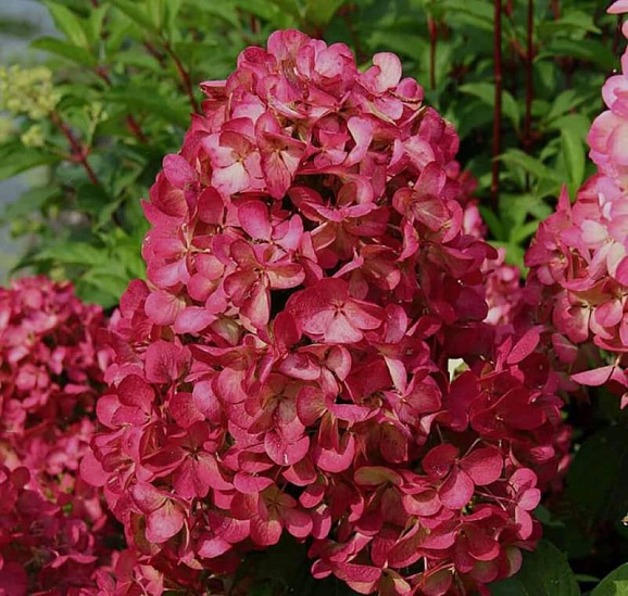 Гортензия метельчатая Меджикал Везувий в тубе