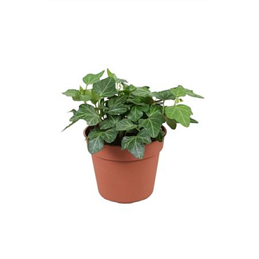 Hedera Helix Wonder