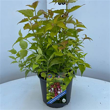 Leycesteria Formosa Little Lanterns