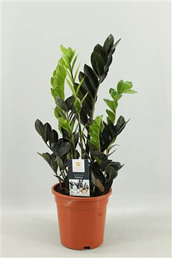 Zamioculcas Raven