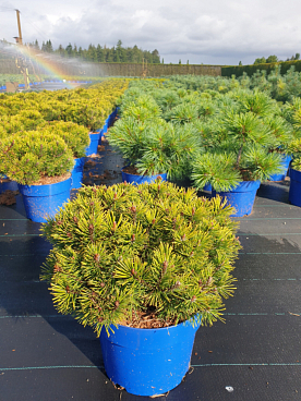 Сосна горная Карстенс Винтер Голд