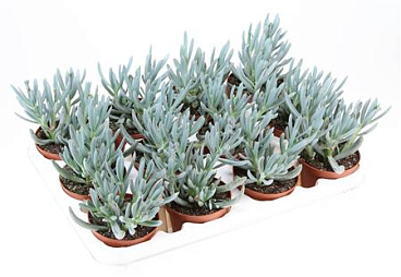 Senecio Kleinia