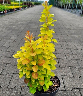 Барбарис тунберга Санбим