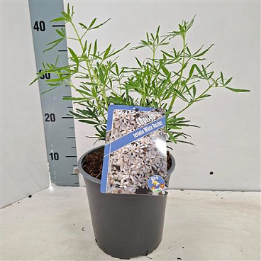 Choisya White Dazzler