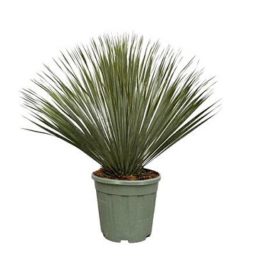 Yucca Rostrata Bush