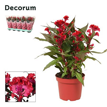 Celosia Hot Topic Red Sleeve (decorum)