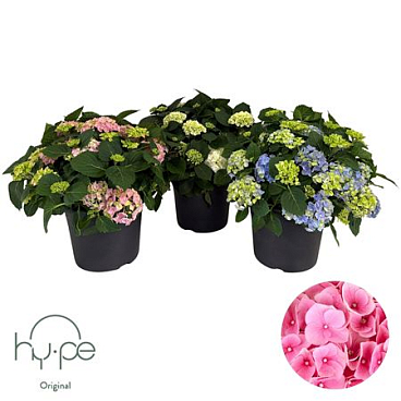 Hydrangea Ma Mophead Mix 15+ (hy-pe)