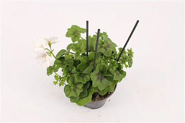 Pelargonium Pelt Royal White