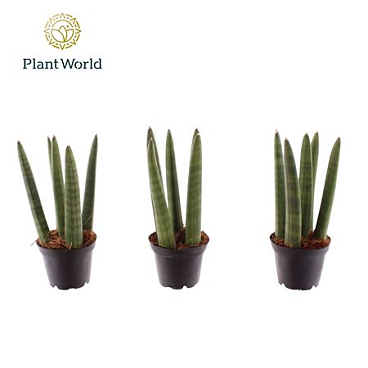 Sansevieria Spaghetti (decorum)