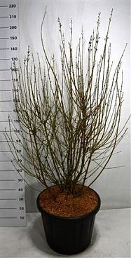 Syringa Josée