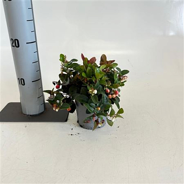 Gaultheria Proc Big Berry