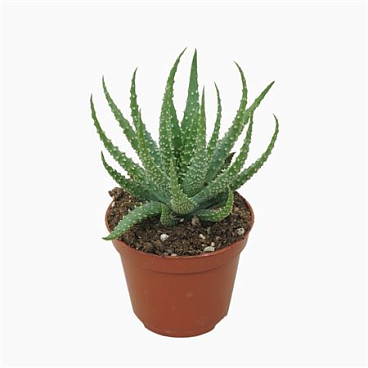 Aloë Humilis 8,5 Cm