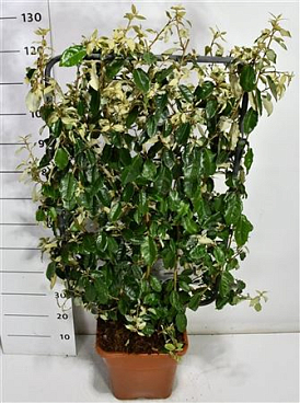 Elaeagnus Ebbingei Screen