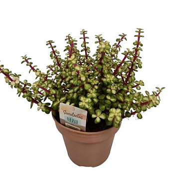 Portulacaria Afra Mediopicta