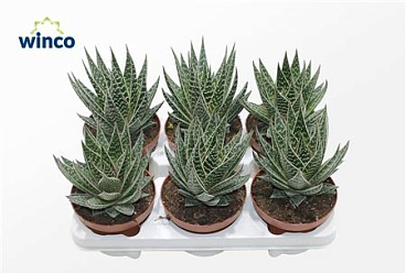 Aloe Interstellar