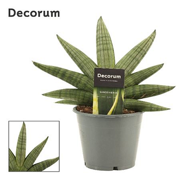 Sansevieria Rookie Fan (decorum)