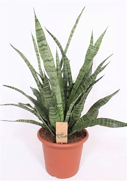 Sansevieria Diamond Green