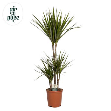 Drac Marginata 45-15-10