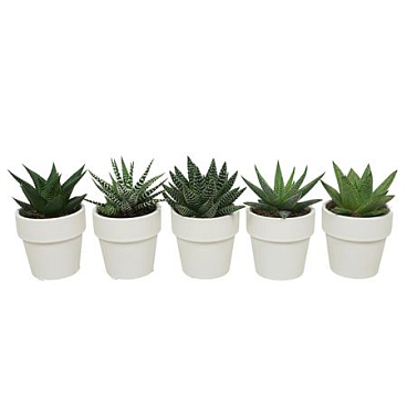 Aloe Haworthia Mix In White Pot