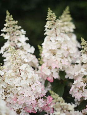 Гортензия метельчатая Пинки Винки