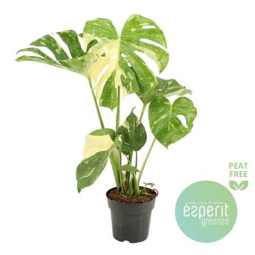 Monstera Thai Constellation