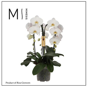 Phal 3st Crown White 24+ (mimesis)