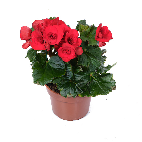 Бегония элатиор Баладин