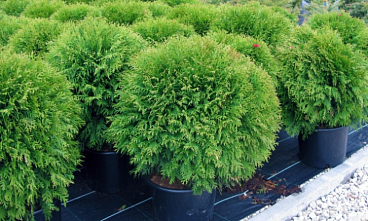 Туя западная Вудварди