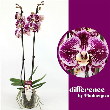 Phal 2st Compilation 14+ (phalaenova)